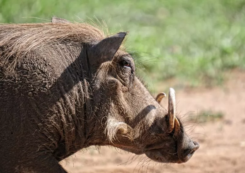 Todo lo que necesitas saber sobre el Warthog o Jabalí Verrugoso