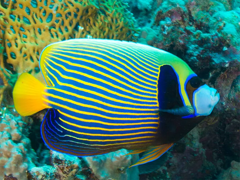 Todo lo que necesitas saber sobre el emperador el pez de agua salada de los arrecifes de coral