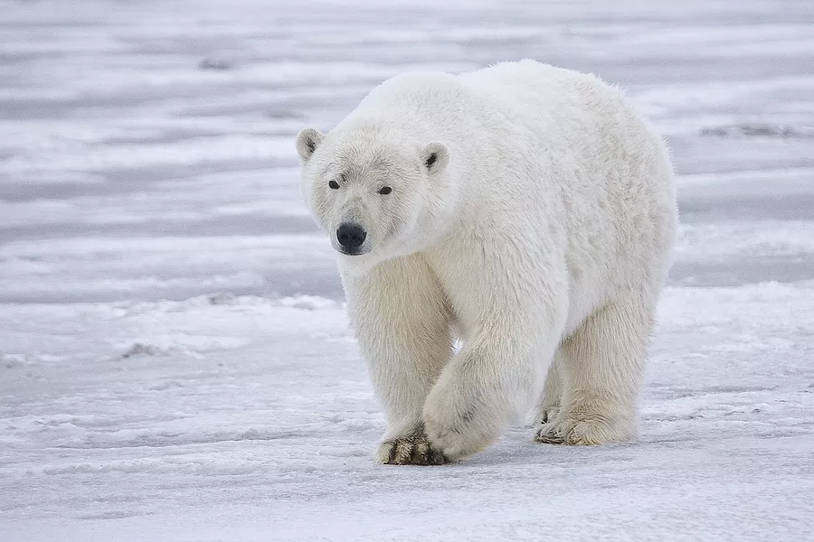 Descubre los animales con O más fascinantes: acuáticos terrestres y anfibios