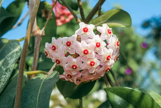Todo lo que necesitas saber sobre la Hoya Carnosa cuidados propagación y más