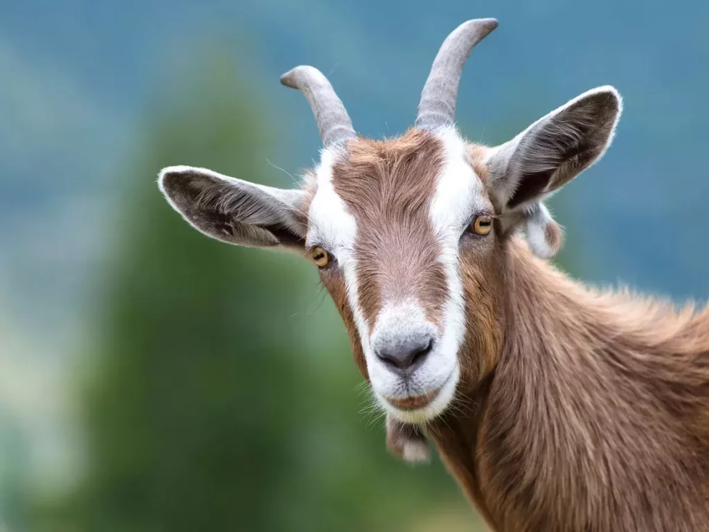 Todo lo que necesitas saber sobre las cabras