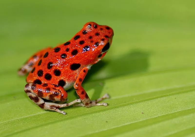 Todo lo que necesitas saber sobre las dendrobates las ranas venenosas más coloridas