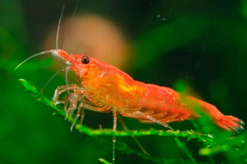 Los animales con G más fascinantes: acuáticos terrestres y anfibios