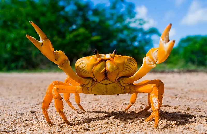 Todo lo que necesitas saber sobre los cangrejos