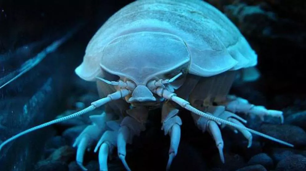 Todo lo que necesitas saber sobre los isópodos marinos
