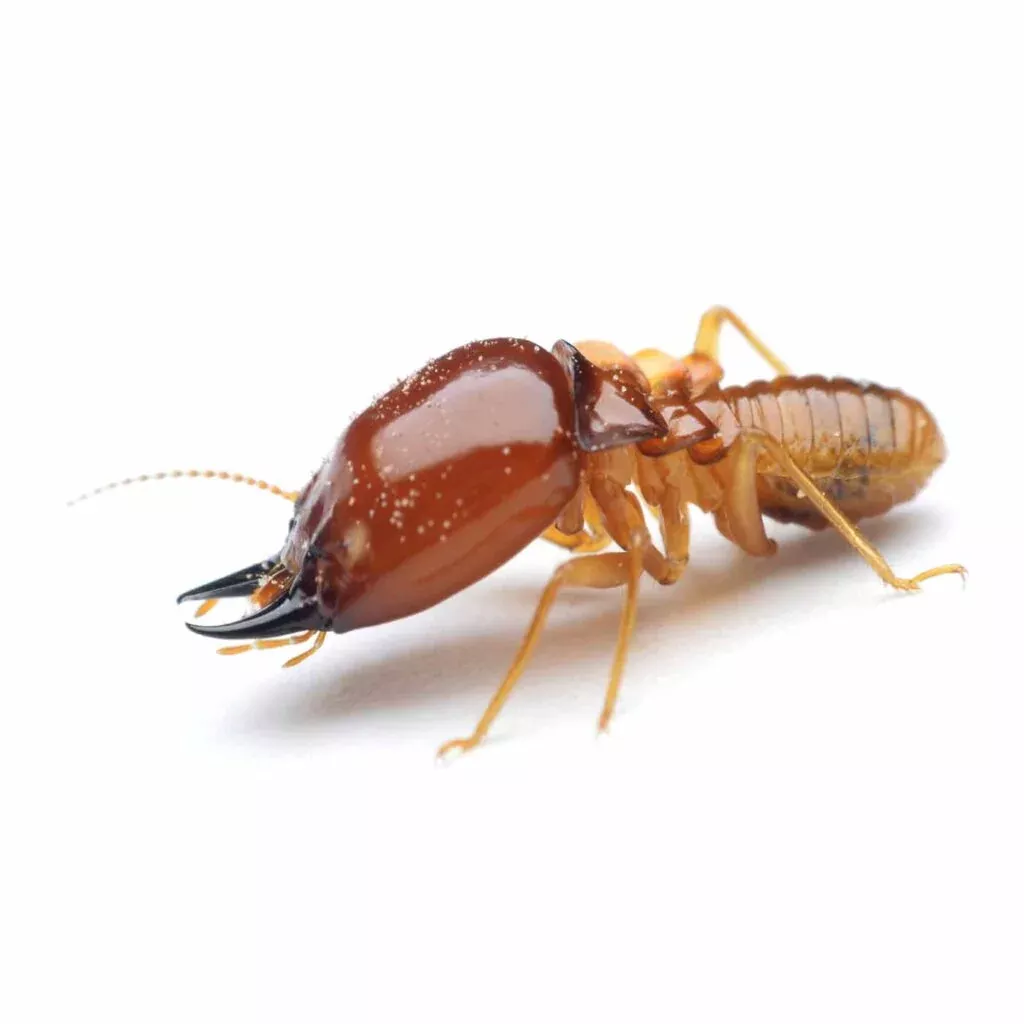 ¿Qué hacen las termitas? Descubre los secretos de estos insectos destructores