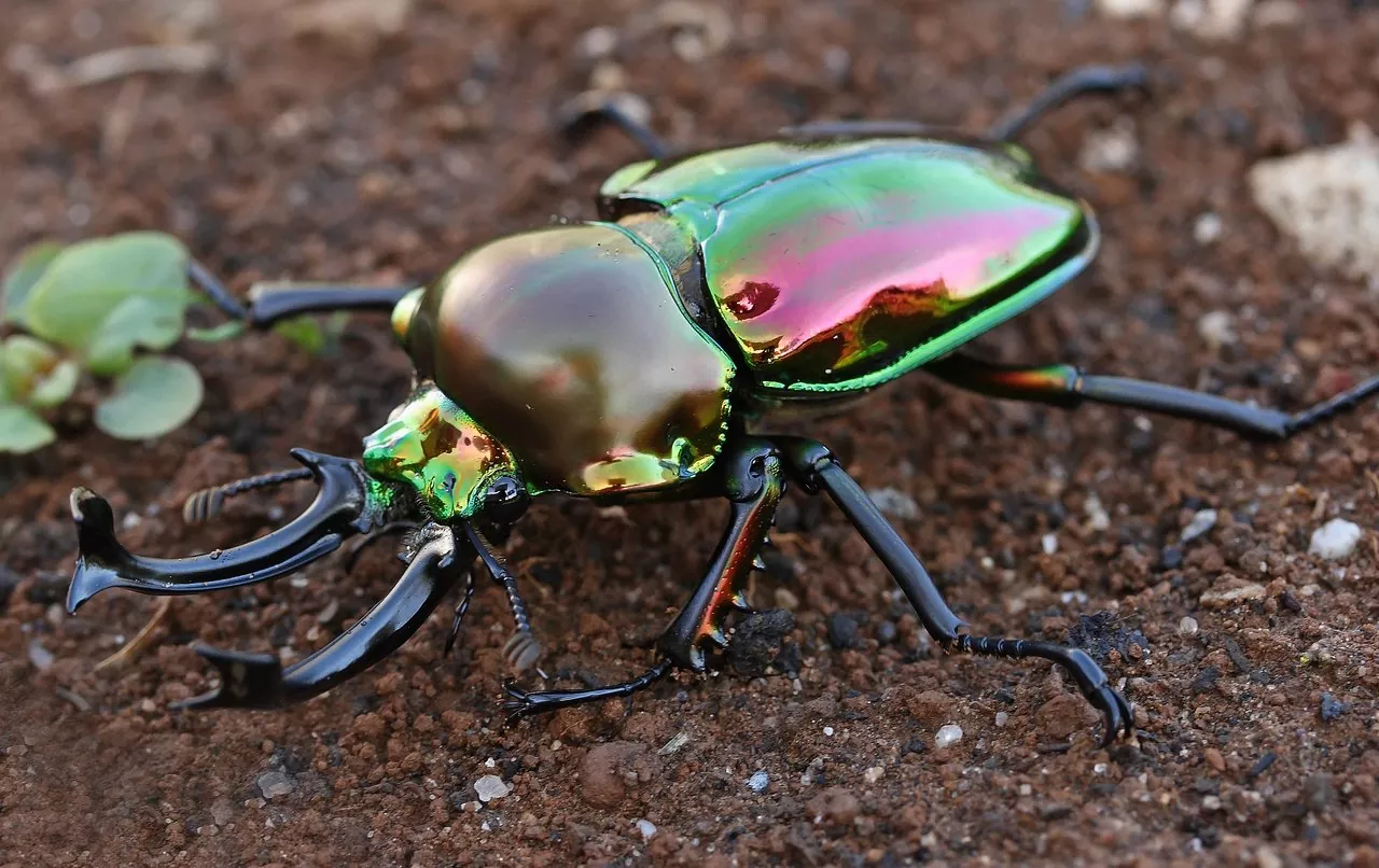 ¿Qué hacen los escarabajos a los humanos Descubre curiosidades sobre estos fascinantes insectos