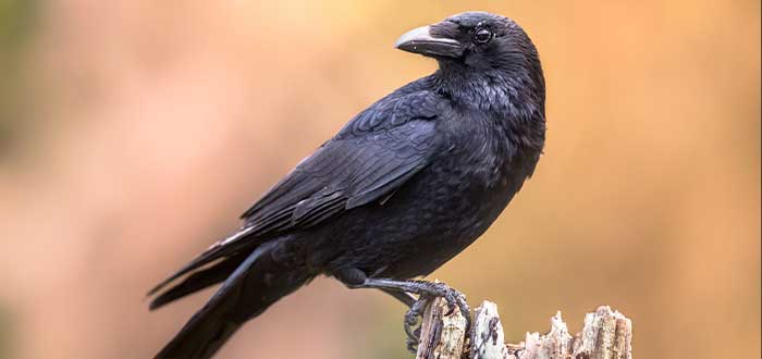 Características de los cuervos: Curiosidades y datos interesantes