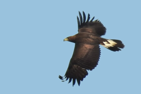 Características y hábitat del Águila real una especie fascinante