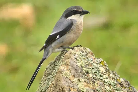 Características y hábitat del Alcaudón meridional curiosidades sobre esta especie