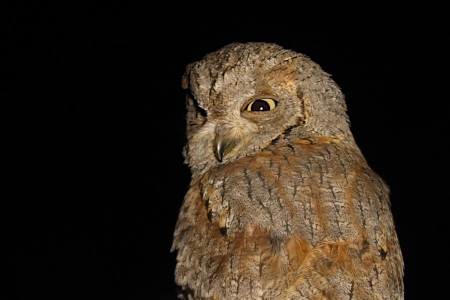 Características y hábitat del Autillo Europeo curiosidades sobre esta pequeña rapaz nocturna