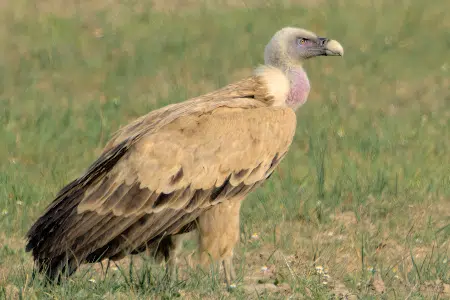 Características y hábitat del Buitre leonado Curiosidades sobre esta majestuosa ave