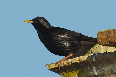 Características y hábitat del Estornino negro una curiosidad natural