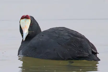 Conoce las características y hábitat de la Focha moruna una curiosa ave acuática