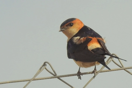 Conoce las características y hábitat de la Golondrina daúrica