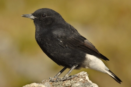 Conoce las características y hábitat del Collalba negra curiosidades sobre esta ave