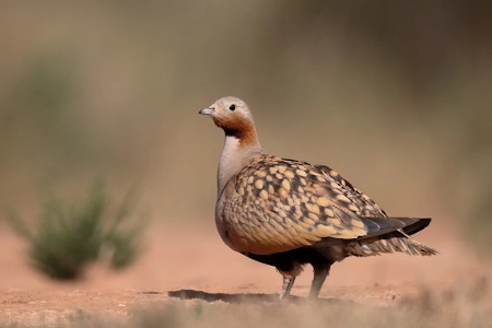 Conoce las características y hábitat del Ganga Ortega una especie fascinante