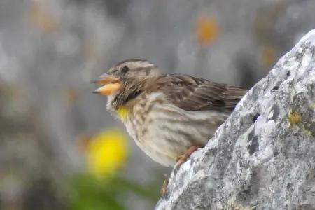 Conoce las características y hábitat del Gorrión chillón una pequeña ave con grandes sorpresas