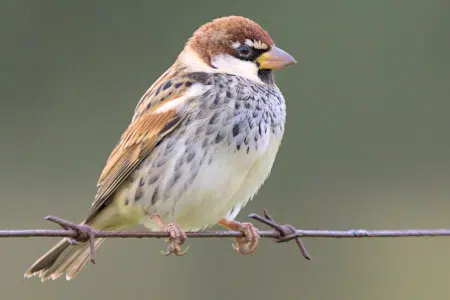 Conoce las características y hábitat del Gorrión moruno