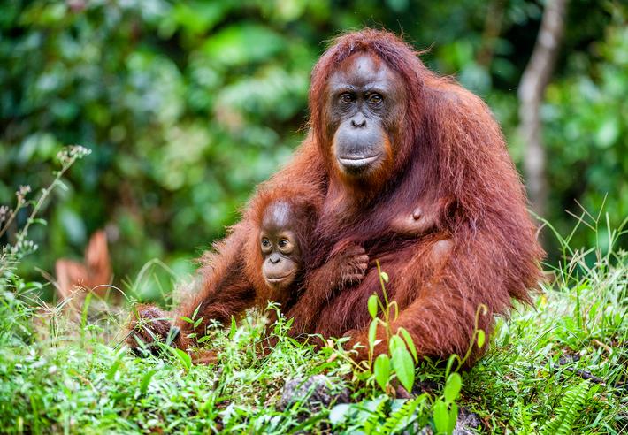 Curiosidades sobre la inteligencia animal y su relación con la nuestra