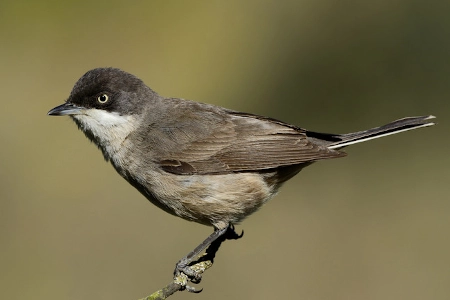 Curruca mirlona Características y hábitat de una ave migratoria