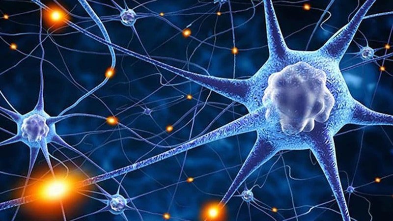 Datos fascinantes sobre la neuroplasticidad y la capacidad de aprendizaje