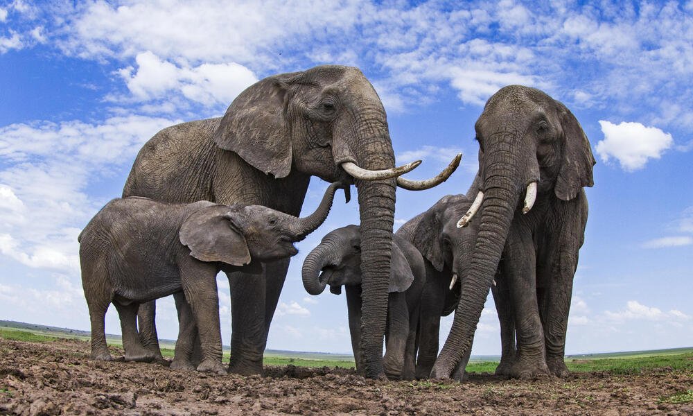 Descubre el Fascinante Mundo de los Elefantes