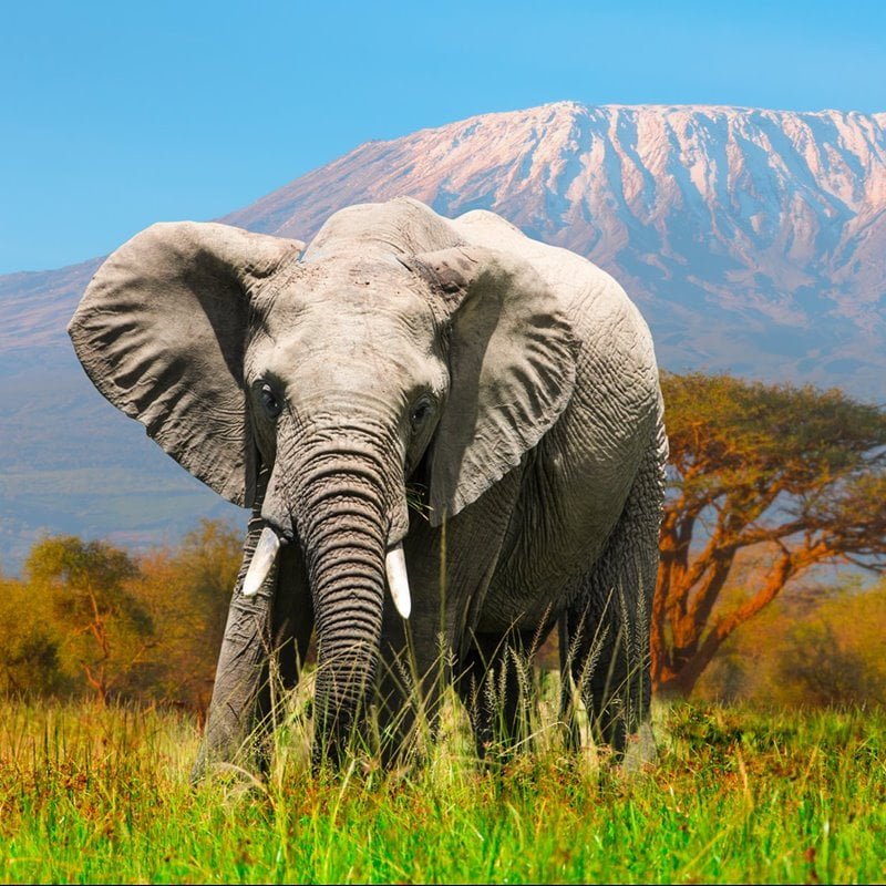 Descubre el Fascinante Mundo de los Elefantes