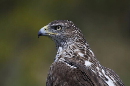 Descubre las características y hábitat del Águila-azor perdicera