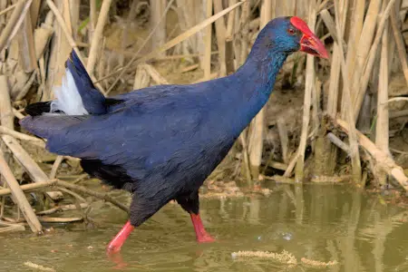 Descubre las características y hábitat del Calamón común