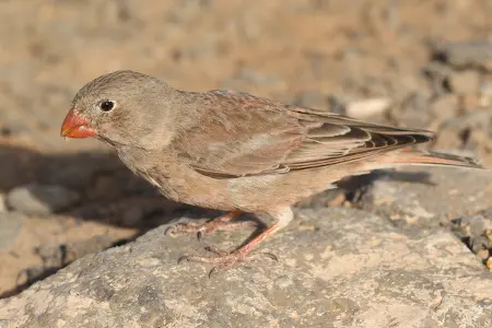 Descubre las características y hábitat del Camachuelo Trompetero