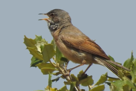 Descubre las características y hábitat del Curruca tomillera una pequeña ave sorprendente