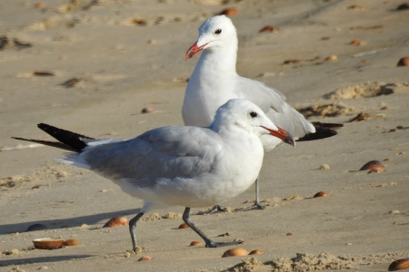 Descubre las características y hábitat del Gaviota de Audouin y sus curiosidades