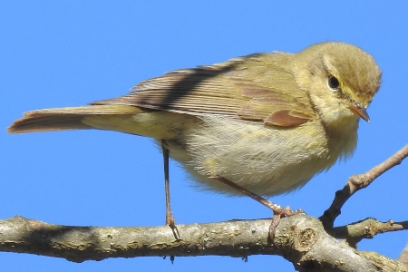 Descubre las características y hábitat del Mosquitero ibérico y sorpréndete con sus curiosidades