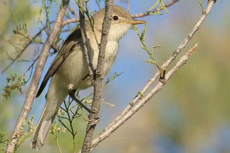 Descubre las características y hábitat del Zarcero bereber