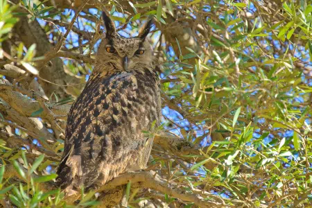 Descubre las características y hábitat del majestuoso Búho real