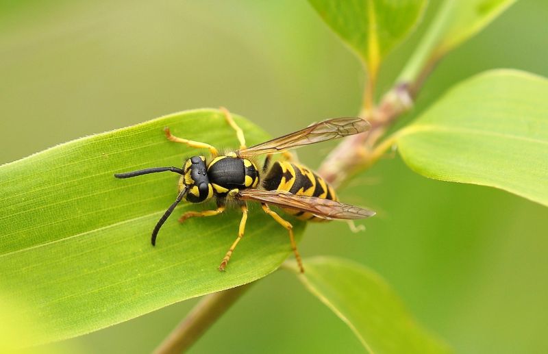 Descubriendo las Características y el Hábitat Fascinante de las Avispas