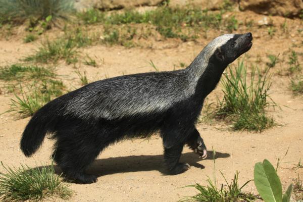 Descubriendo las Características y el Hábitat del Tejón de la Miel