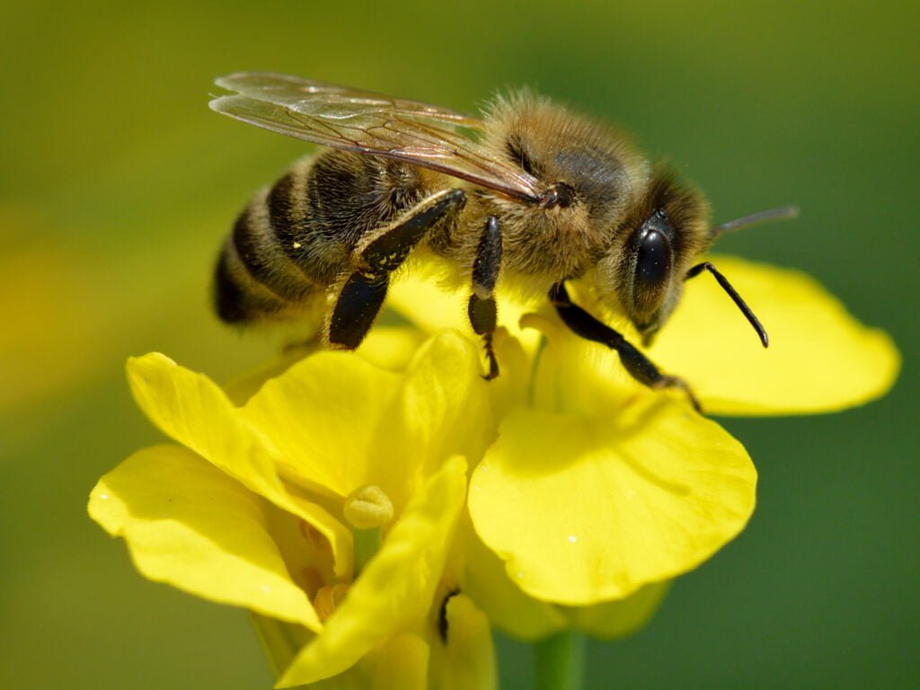 El Fascinante Mundo de las Abejas y su Importancia