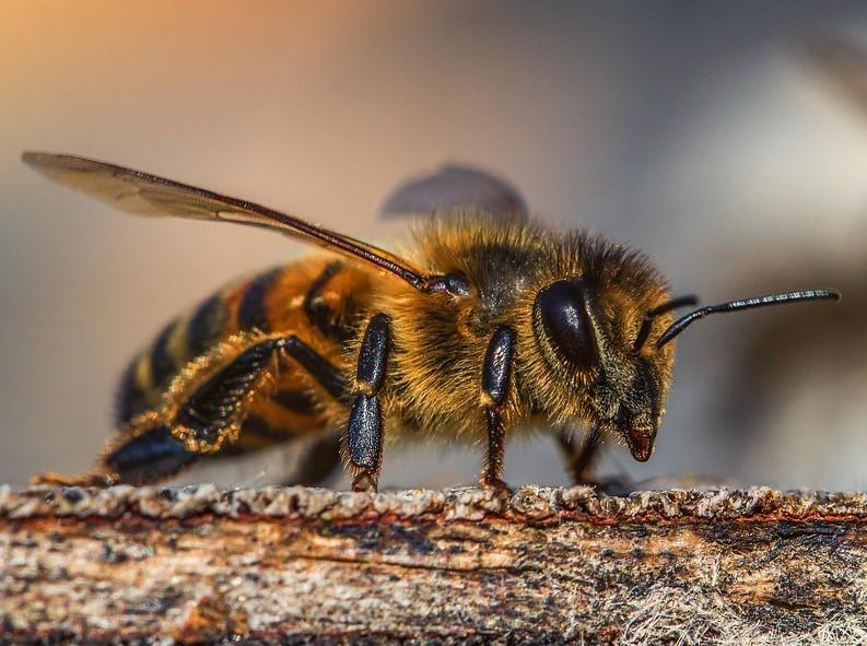 El Fascinante Mundo de las Abejas y su Importancia