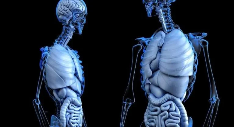 Increíbles curiosidades sobre el cuerpo humano