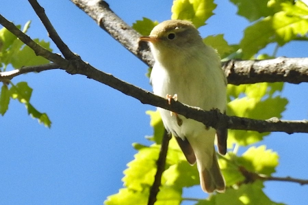 Mosquitero papialbo Características y curiosidades de esta especie de ave