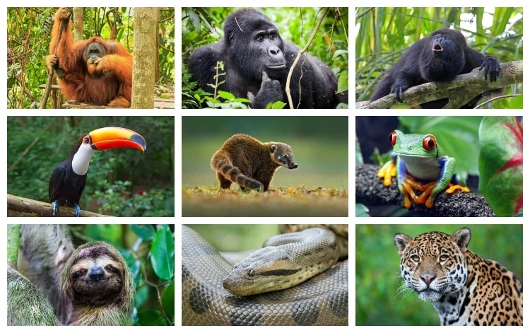 ¿Qué animales viven en las selvas más exóticas?