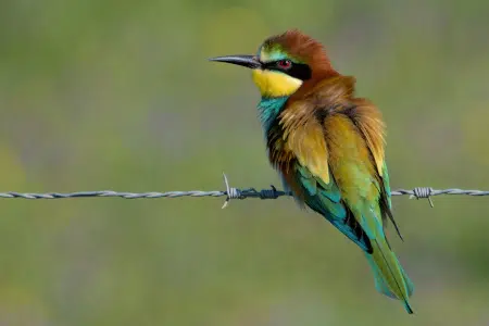 ¿Qué es el Abejaruco europeo Características y hábitat de una hermosa ave migratoria