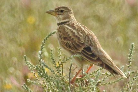 ¿Qué es el Calandria común Características y hábitat de esta especie