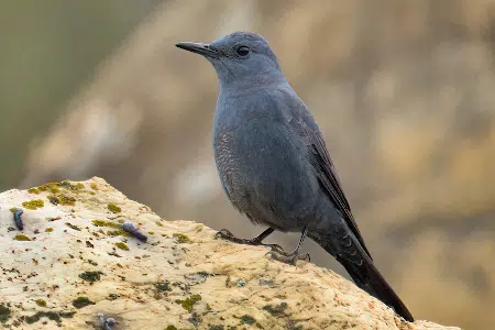 Roquero solitario Características y hábitat de una ave única