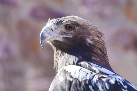 Todo lo que necesitas saber sobre el Águila imperial ibérica