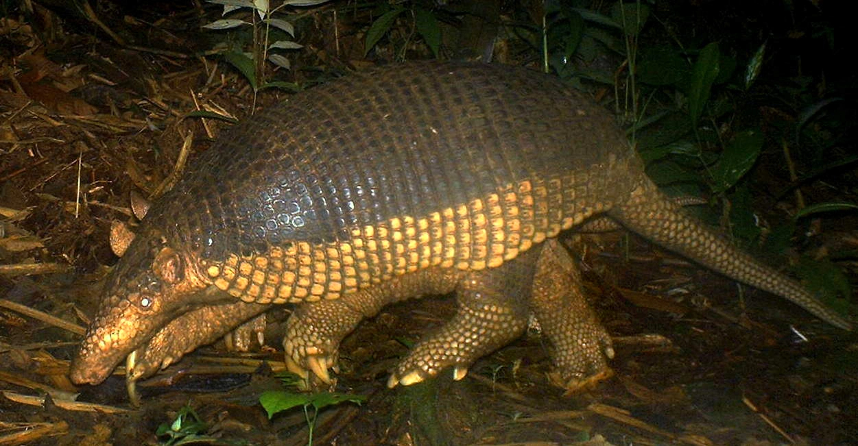 Aventúrate en la selva amazónica y descubre al armadillo gigante