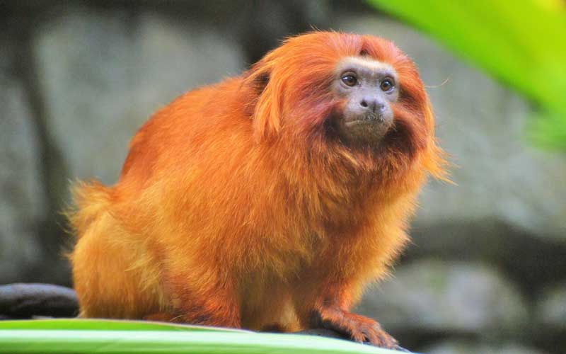 Conoce al curioso tamarino león dorado de la selva amazónica