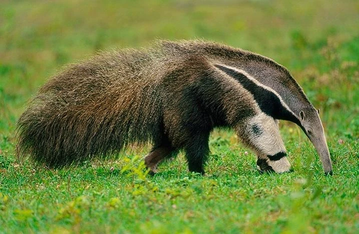 Conoce al oso hormiguero gigante de la selva amazónica